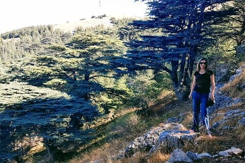 Tour privado de cedro y vino de la Bekaa | Kefraya & Ksara