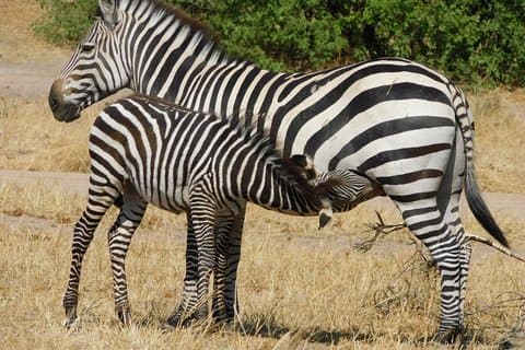 Tarangire -Serengeti & Ngorongoro Crater Budget campingsafari