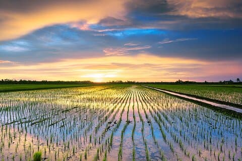 Sekinchan Paddy Fields, fiskeby och Redang Beach Tour