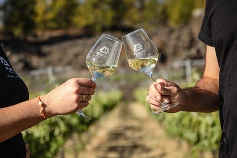 Visit to Arafo Mountain Vineyard and Organic Wine Tasting