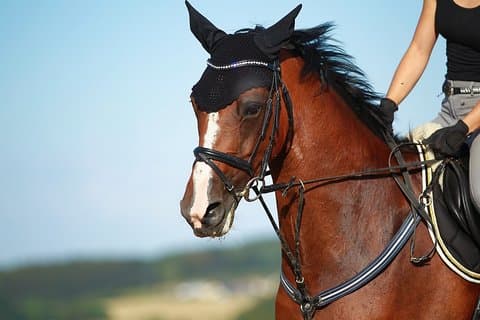 Privétour westoever Vallei der Koningen inclusief Came Ride