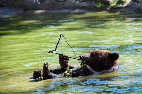 Dagtrip naar Bears Libearty Sanctuary en Dracula Bran Castle