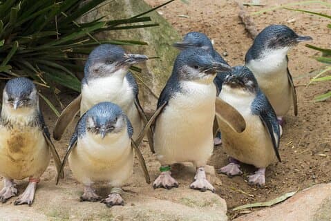 Busstur til Healesville Sanctuary og Phillip Island Wildlife