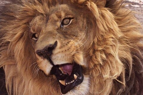 Lion Habitat Ranch Admission Ticket in Las Vegas
