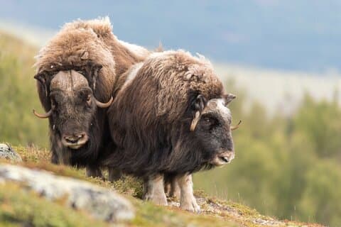 Musk ox Safari in Dovrefjell National Park, Oppdal Safari