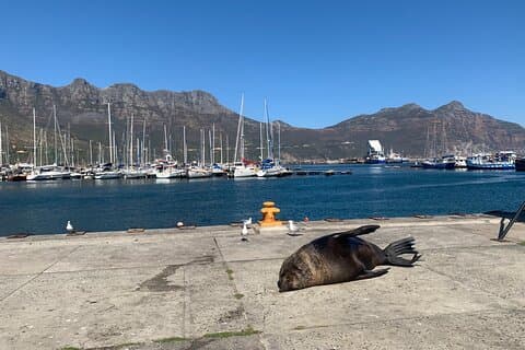 Boulders Beach Penguins und Seal Island Bootstour Halbtagestour