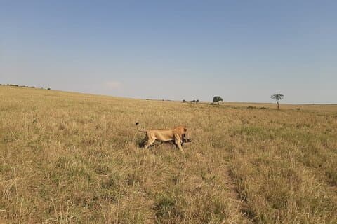 7 dagar bäst av djurliv guidad safari i Kenya