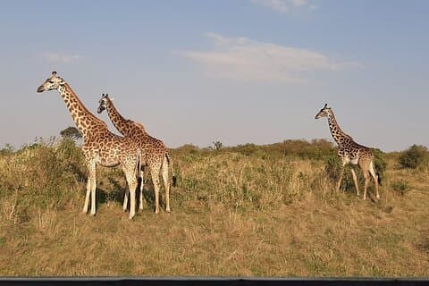 6 días maasai mara - Safari en el lago Nakuru - Grupo Amboseli