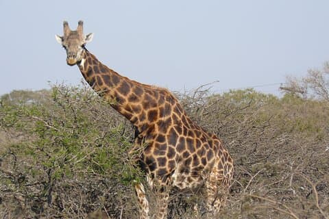 Mini Safari und Zulu Kulturelles Dorferlebnis - 1 Tagestour