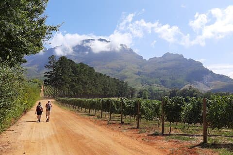 Stellenbosch Vineyard Walk & Wine Tasting