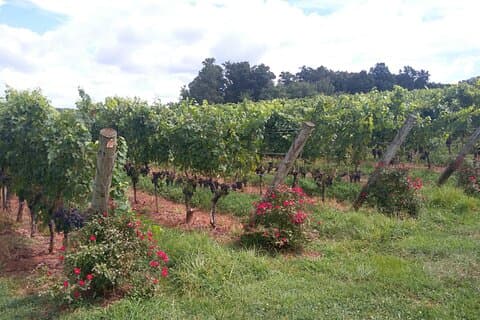 Private Wine Tours (minimum 3 & Maximum 6] Pickup Maximum 30 Mi