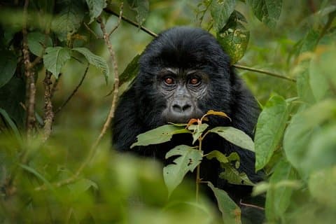 11 dages privat safaritur i Uganda og Rwanda