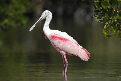 Excursão ecológica a pé e caiaque em Everglades para grupos pequenos