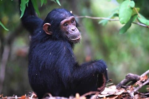 Privat 10 dagers Primate Experience og Queen Elizabeth Safari Tour