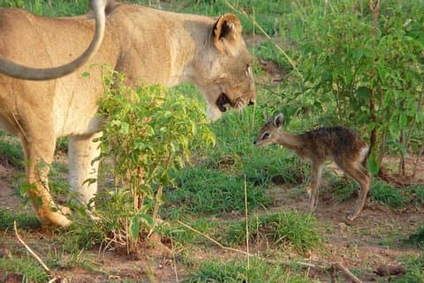 Safari privato di 3 giorni al Parco Nazionale Queen Elizabeth in Uganda