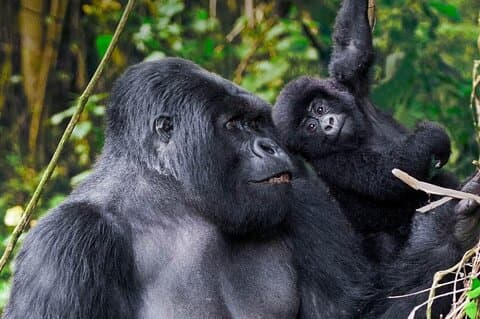 Encontro Privado de Safari em Uganda de 9 Dias