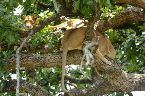 4-tägige Gruppe bei Camping Safari zum Tarangire Serengeti Ngorongoro Crater