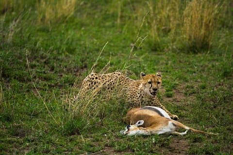 Gruppo di 2 giorni che unisce il campeggio Safari Tarangire Park e il cratere di Ngorongoro