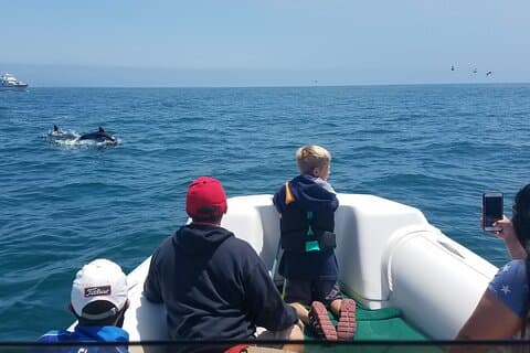 Visite privée d'observation des dauphins et des baleines à Newport Beach