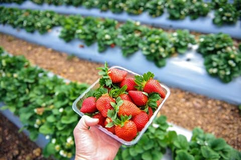 Tour gastronomico privato della penisola di Mornington con ritiro