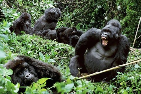 3-Day Uganda Gorilla Trekking Safari