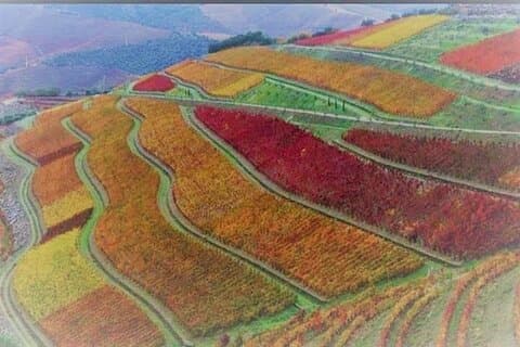 Douro Valley Premium med vinprovningslunch och båt