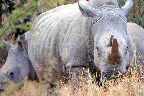 Safari dagstur | De sidste to nordlige hvide næsehorn | Ol Pejeta Conservancy