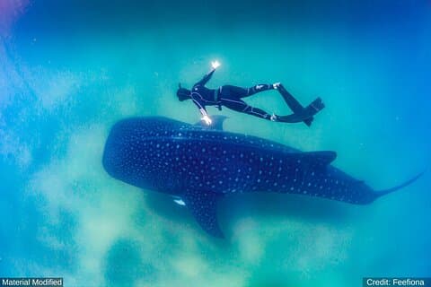 México (Cabo e Baja): TODO em 5 Dias, 1a Classe Custom Tours