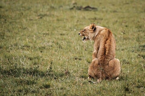 6 - Día Masai Mara, Lago Nakuru y Amboseli Safari