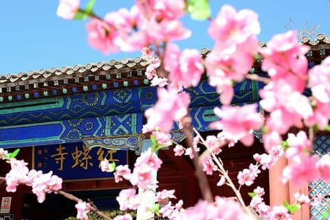 Relaxing Private Driver to Hongluo Temple and Yanqi Lake