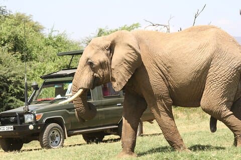 6-Day Samburu, Lake Nakuru, and Masai Mara Safari
