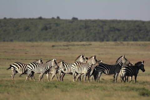 4-dages Masai Mara Luksus Kenya Safari Privat tur
