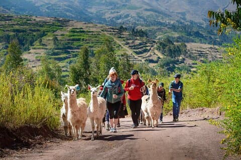 Trekking avec des lamas et des alpagas dans la Vallée Sacrée au départ de Cusco