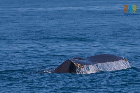 Privat hvalsafari Puerto Vallarta