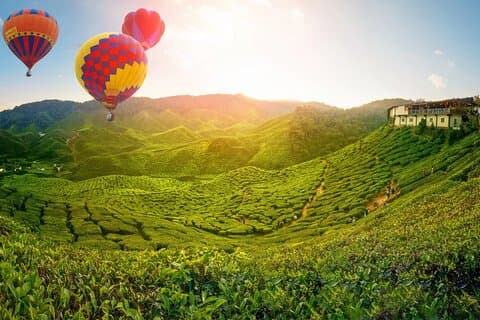 Dagstur til Cameron Highlands: Naturflukt fra Kuala Lumpur