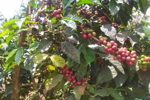 Koffieboerderij Halve dagtour in Kenia