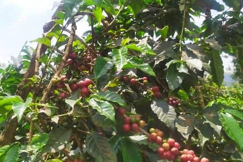 Koffie boerderij en fabriekstour vanuit Nairobi City