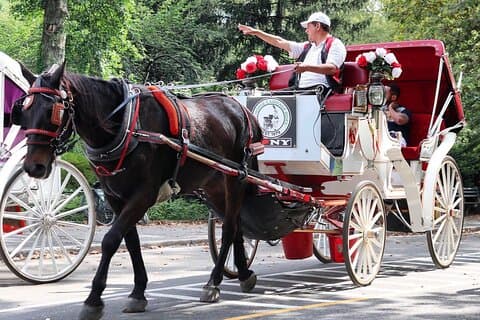 Giro in carrozza a Central Park con rientro alla Tavern On Green (45 min)