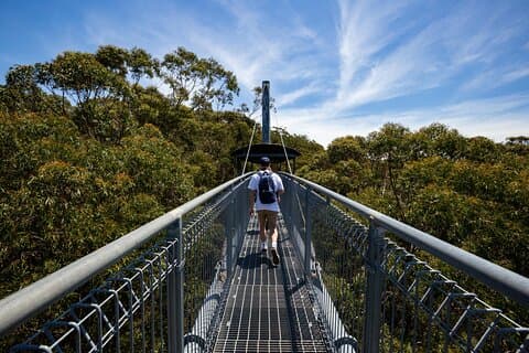 Illawarra Fly Treetop Adventures Treetop Walk Biglietto d'ingresso