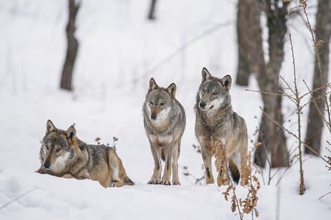 Yellowstone Winter Wildlife Tour privado de dia inteiro e snowshoes