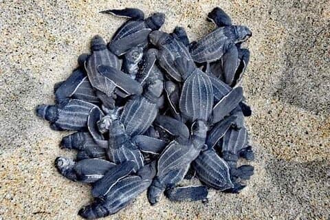 Van Huatulco: Turtle Release & Bioluminescentie
