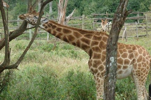 Dagstur Giraffe Center, Karen blixen og lunsj på Carnivore