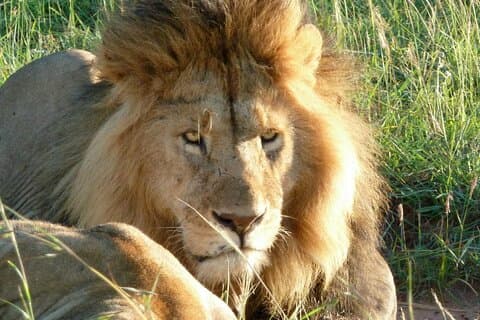3 Day Maasai Mara Shared Safari In a Land Cruiser