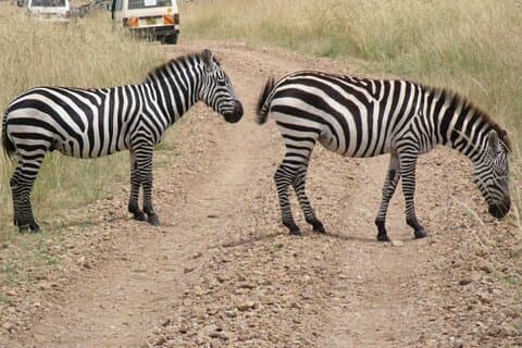 Half-Day Nairobi National Park Tour from Nairobi