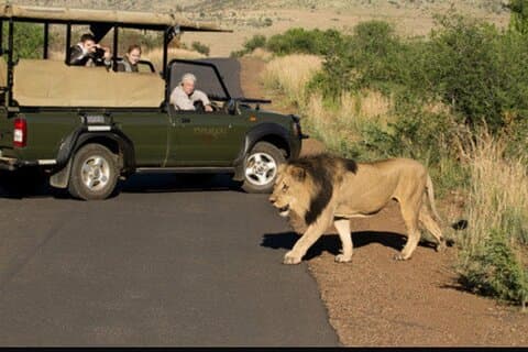 Excursão de safári de dia inteiro no Parque Nacional de Pilanesberg, experiência de jipe aberto