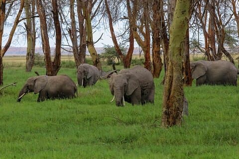 3 dagar 2 nätter Privat Amboseli Safari