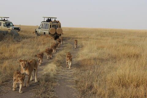 13-Day Private Wildlife Safari Tour of Kenya and Tanzania