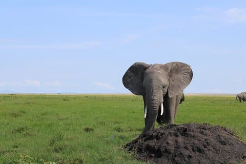 2-dagars privat safari till Amboseli nationalpark