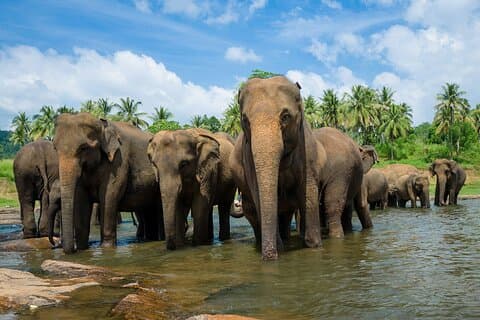 Dagsudflugter til Wilpattu National Park fra Negombo