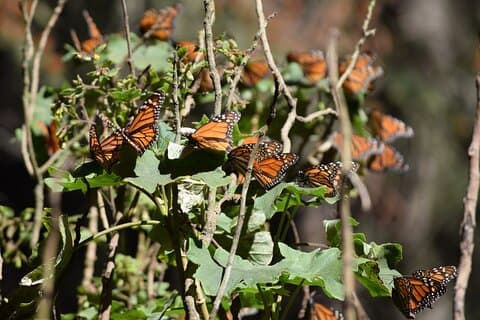 Butterfly Monarch Tour from Mexico City